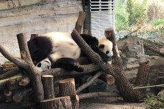 Panda Mama schläft bei den Panda Kindern